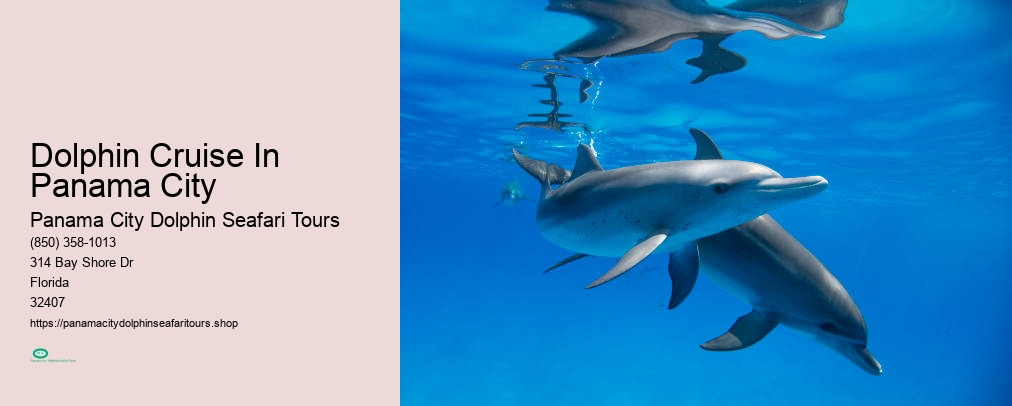 Dolphin Cruise In Panama City