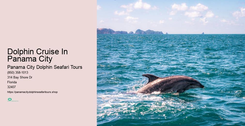 Dolphin Seafaris