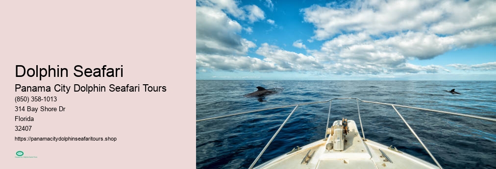 Dolphin Seafari