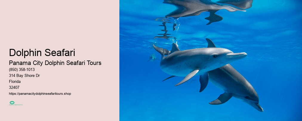 Dolphin Seafari