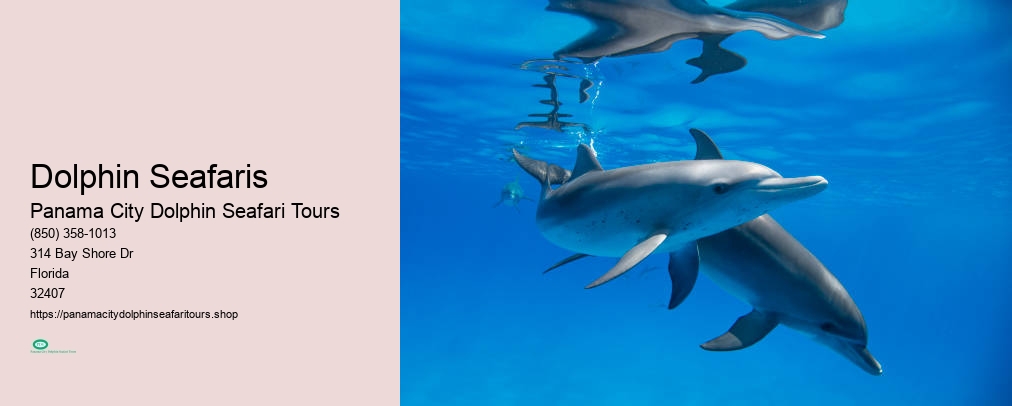 Dolphin Seafaris