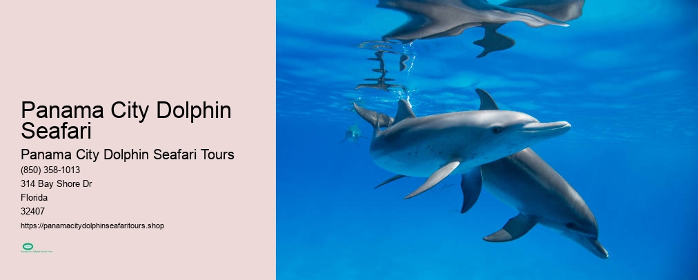 Panama City Dolphin Seafari